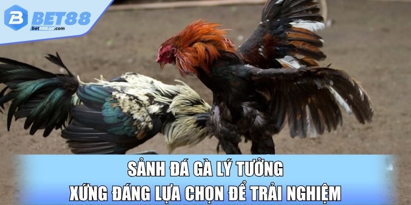 Sảnh đá gà lý tưởng, xứng đáng lựa chọn để trải nghiệm